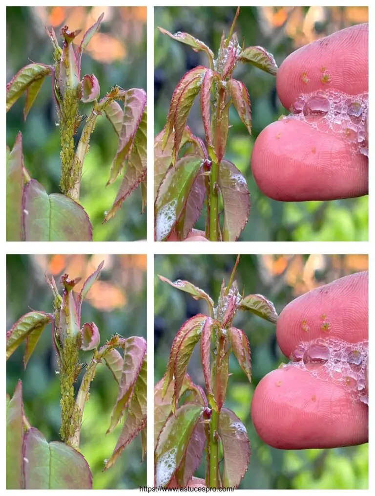 Keine Notwendigkeit für Medizin, ich habe nur ein wenig Spülflüssigkeit verwendet, um die Blattläuse zu entfernen, die meinen Garten kultivierten.