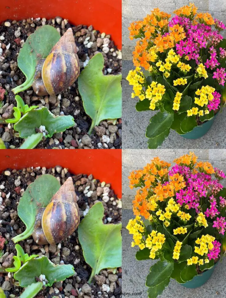 Beim Anpflanzen von Schnitten und Blättern von Kalanchoe pinnata im Winter, ein Problem zu erinnern