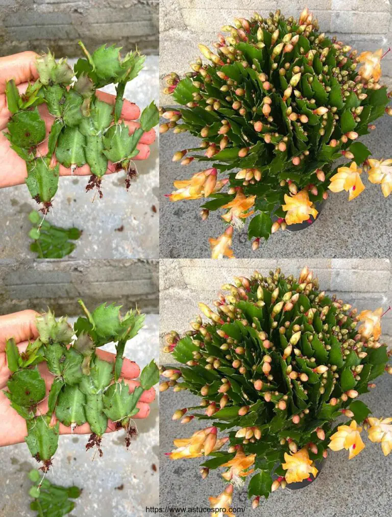 Hier ist eine eingängige Version auf Französisch: Multiplizieren Sie Ihren Weihnachtskaktus in einer Winde für Tausende von Blumen!