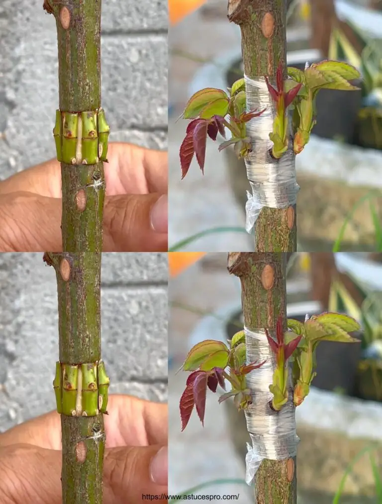 Herausforderung der Pfropfung mehrerer Pfropfen auf derselben Rose