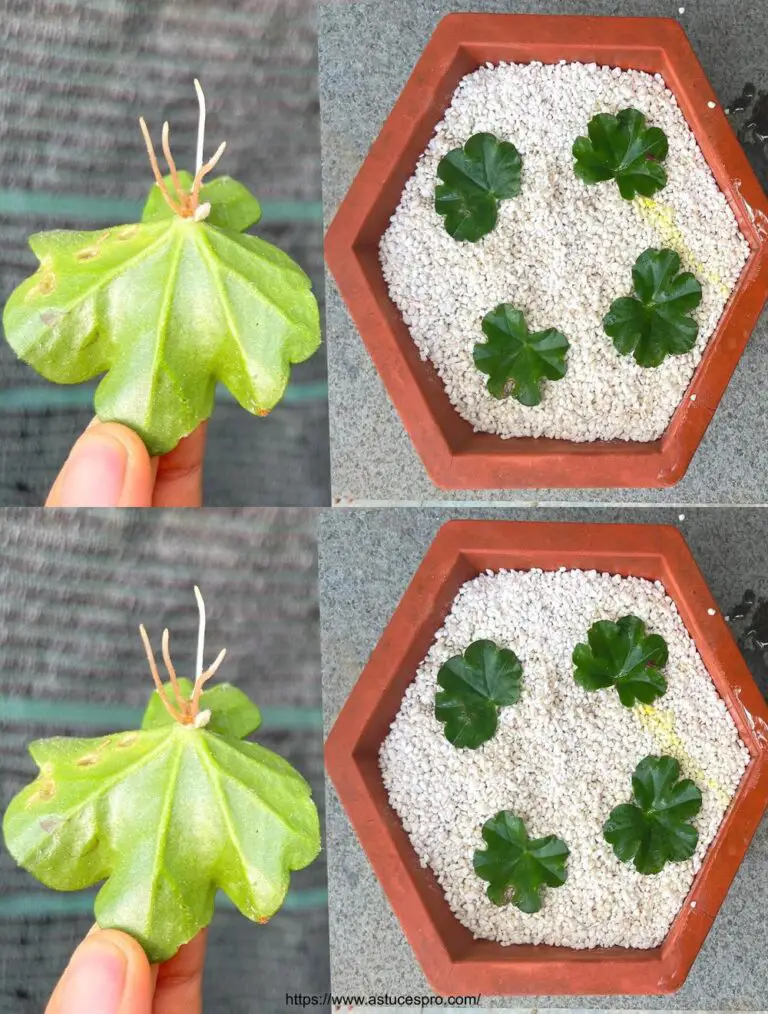 Herausforderung des Pelargoniumpeltatums auf weißen Steinen