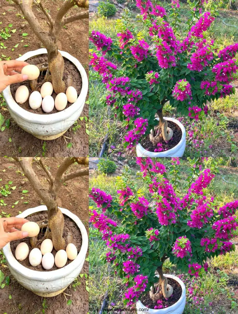 Ich habe das getan und meine Bougainvillea blühte wunderbar.