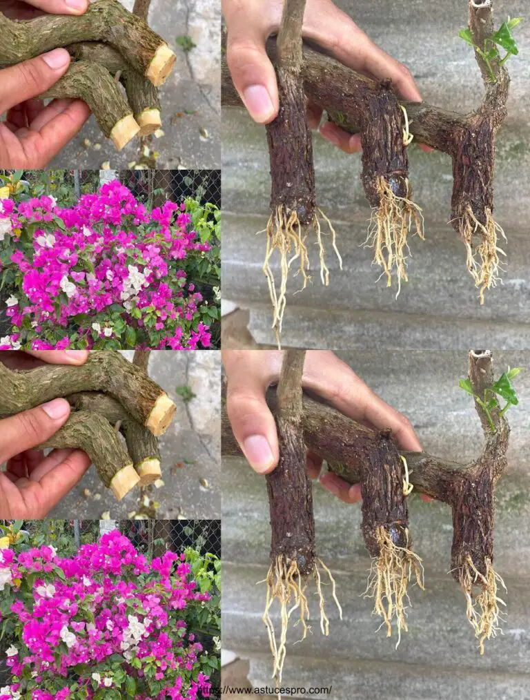 So habe ich die Bougainvillea geschnitten und etwas Einzigartiges passiert.