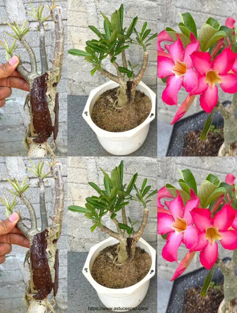 Speichern Sie das Adenium obesum Roem in Gefahr des Auftrocknens!