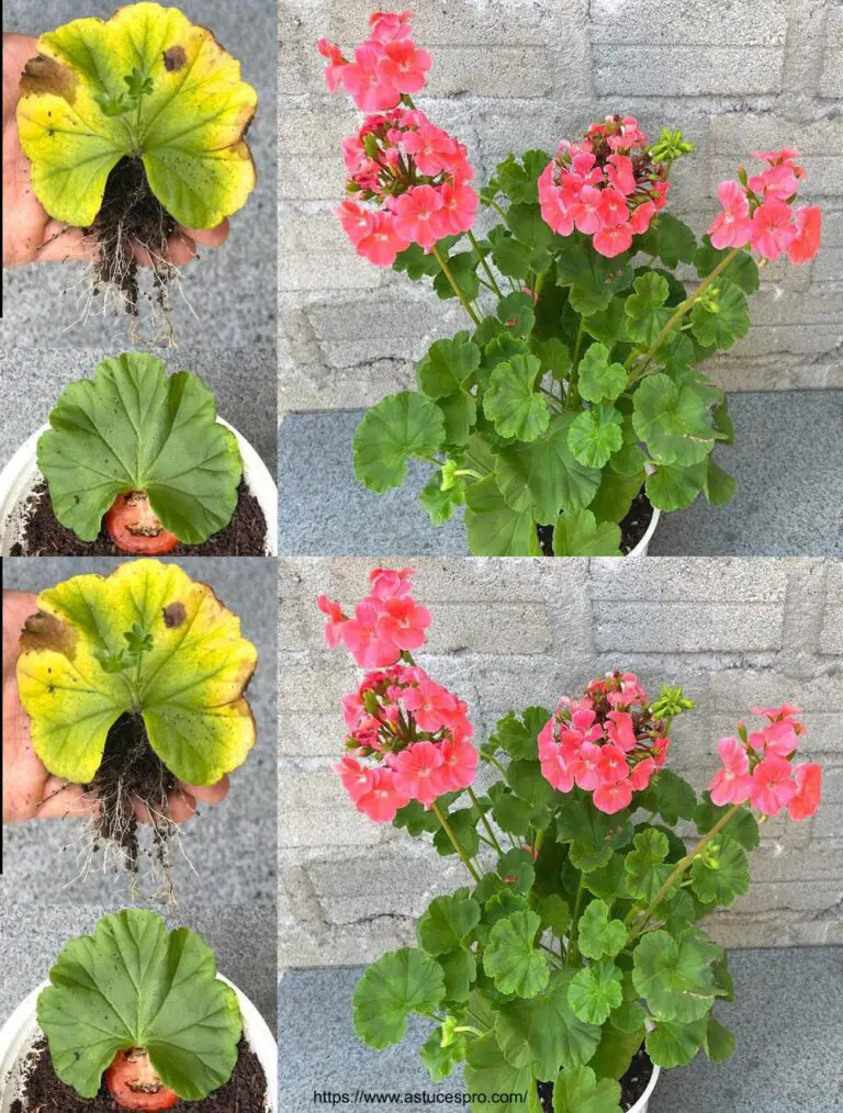 Versuchen Sie, Pelargonium hortorum mit Blättern zu wachsen