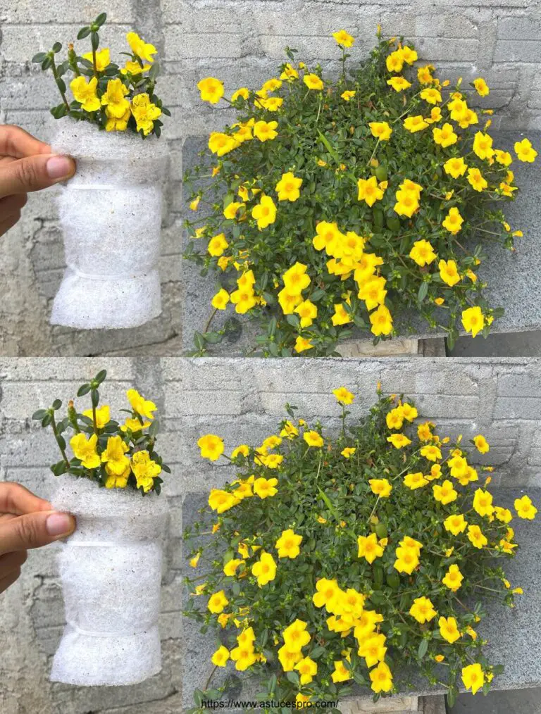 Vermehrung der Blume von Portulaca oleracea in einem Glas Wasser