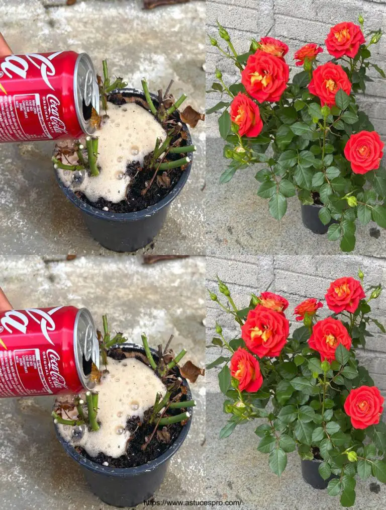 Die Auswirkungen von Coca Cola auf die Rosenbewässerung