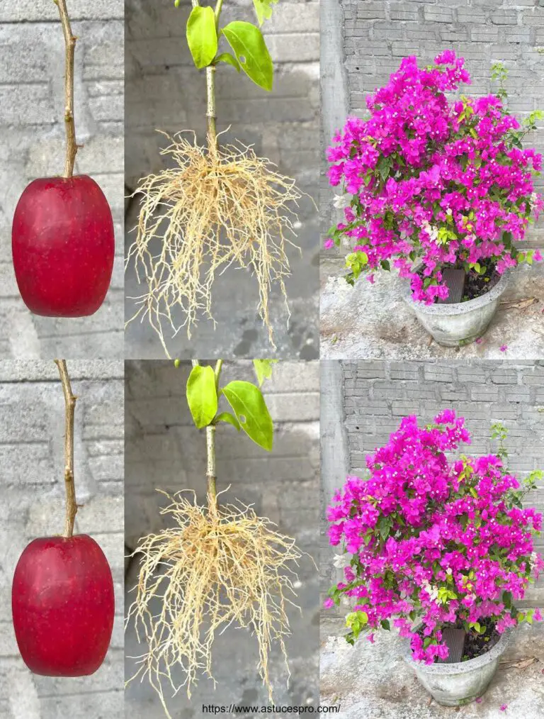 Die magische Wirkung eines Apfels zu schneiden Bougainvillea und Pflanzenblumen in einem Topf von Sand