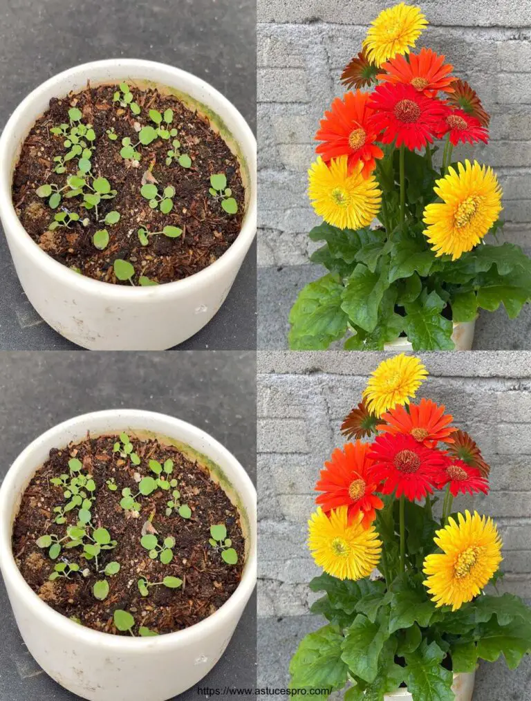 Wie wachsen 3 Farben Gerbera jamesonii Blumen auf einer einzigen Pflanze