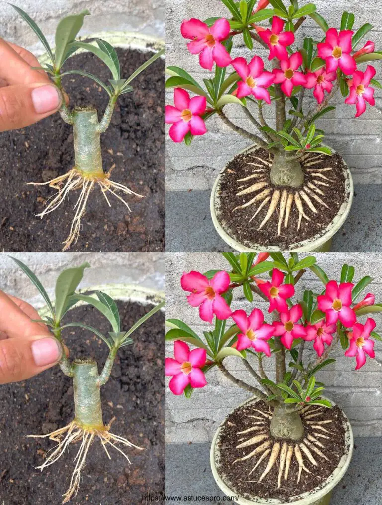 Die Idee, einen Adenium Bonsai mit schönen Blumentopf Wurzeln zu entwerfen