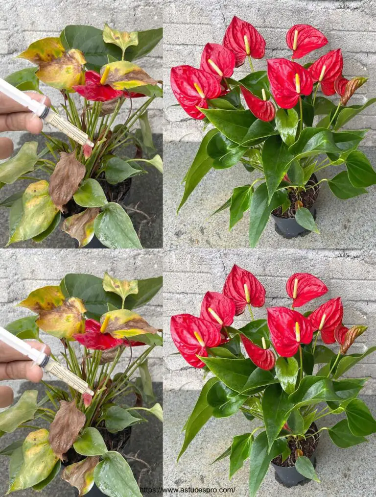 Erstellen Sie Ihre eigene Anthurium Anreicherung mit Hühnereiern und Milch