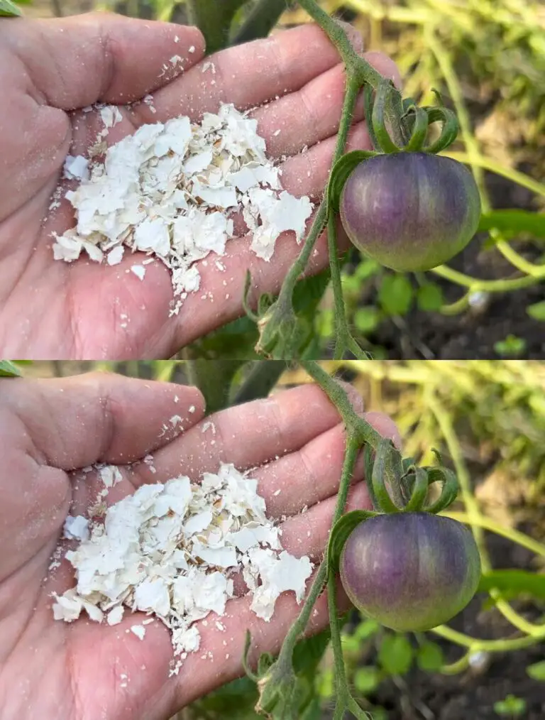 Tomaten geben reichlich Obst, Früchte nicht verrotten und nicht verletzen! Hier ist ein einfacher Leckerbissen!