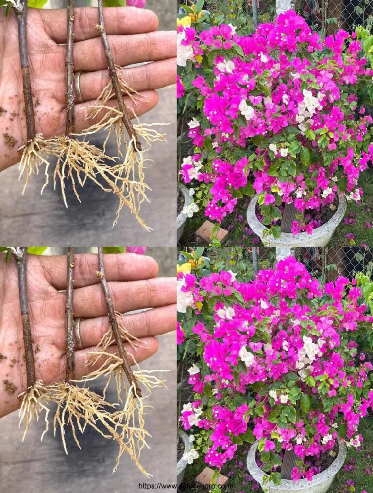 Die Auswirkungen der Bananenrinde auf bougainvillea Größe