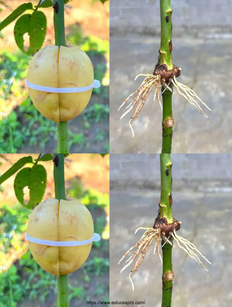 Entdecken Sie die erstaunliche Wirkung von Kartoffeln, um Pigmente aus Rosen zu extrahieren