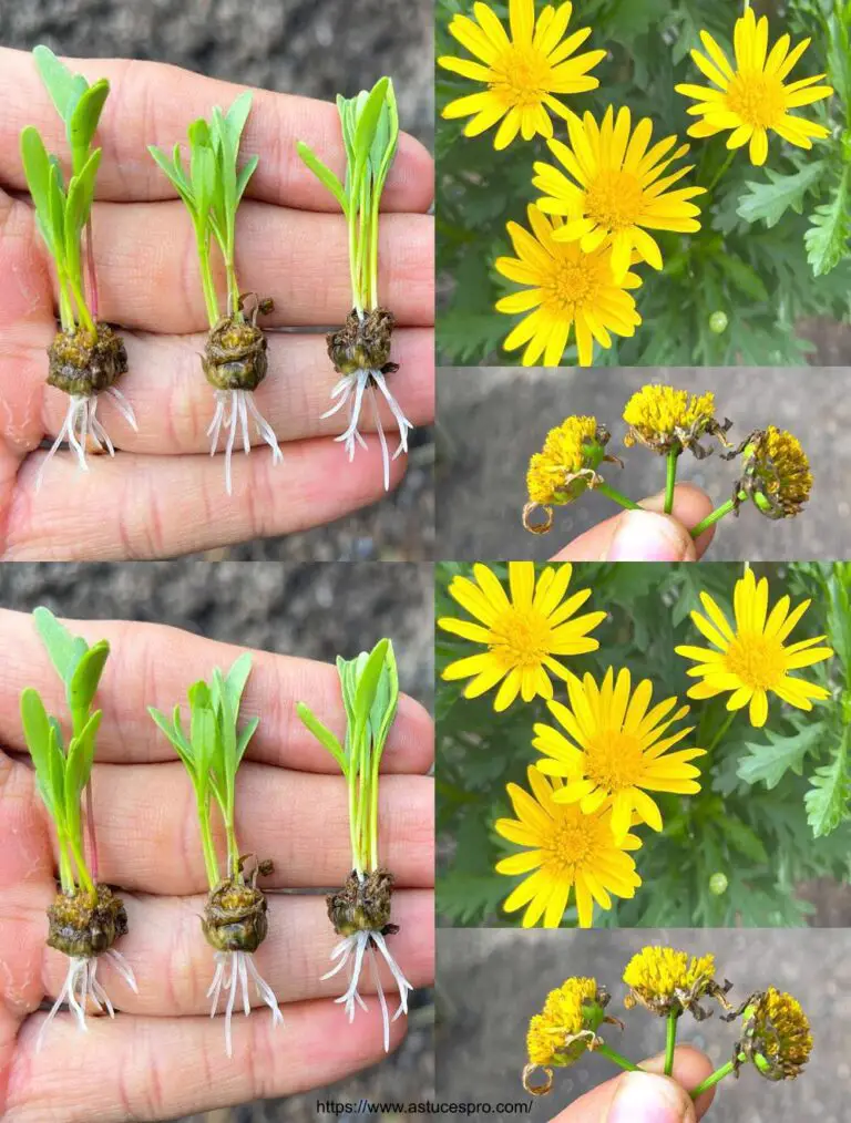 Sie werden Wunder entdecken, indem Sie lernen, dieses Chrysanthemum zu kultivieren