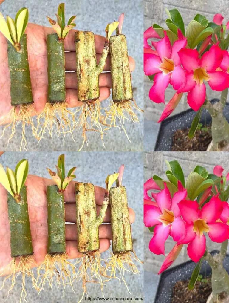 Pushing Adenium Flowers: Eine überraschende Methode, die Sie wahrscheinlich ignorieren