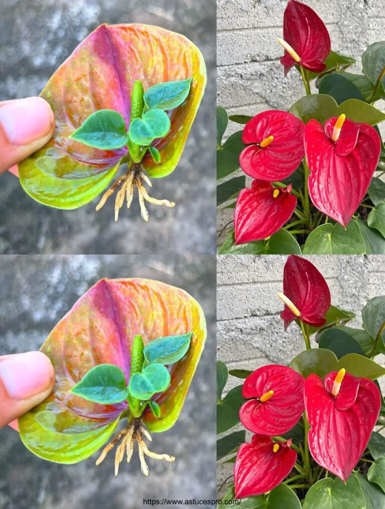 Wussten Sie, dass dieses blühende Anthurium wächst?