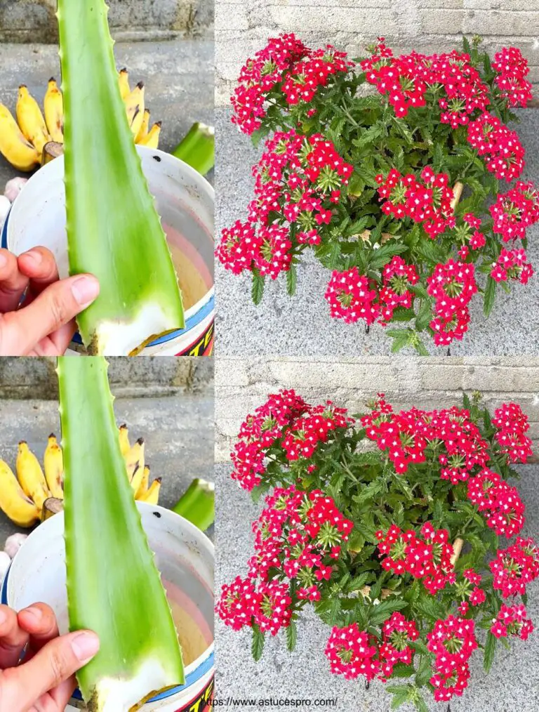 Bauen Sie einen natürlichen Dünger, um Pflanzenwachstum zu steigern: Bananas und Aloes zum Termin!