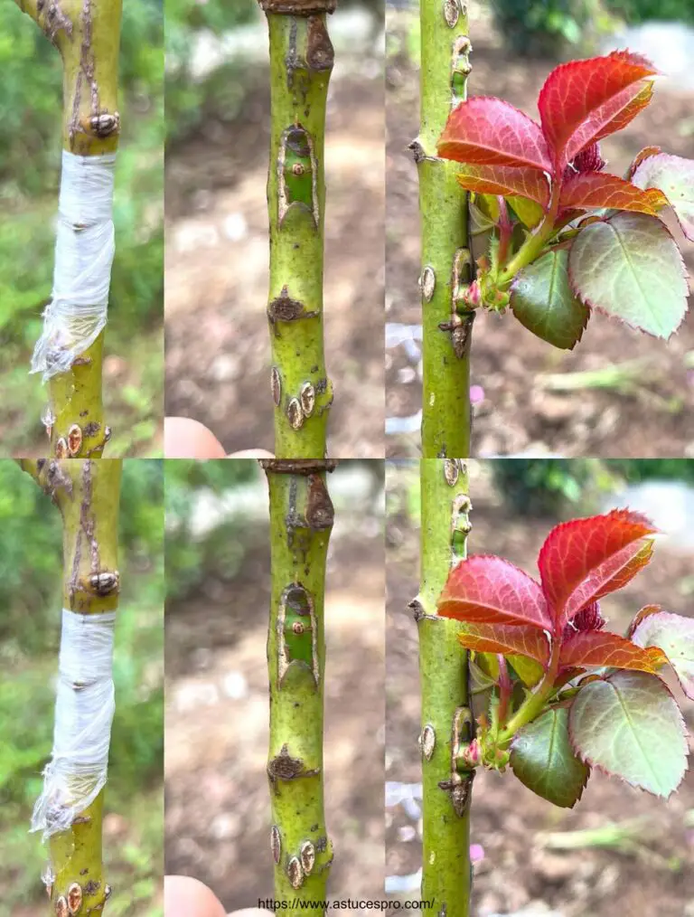 Tipp für die Pfropfung von Rosen verschiedener Farben auf demselben Baum