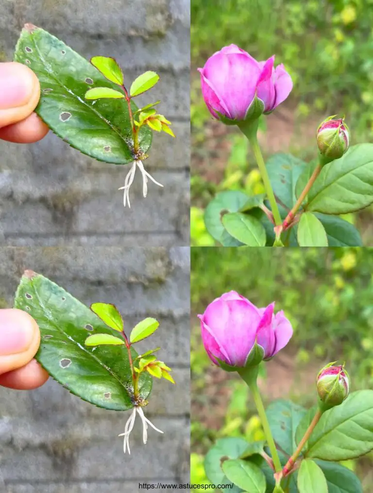 Erfahren Sie, wie Rosen mit Blättern wachsen