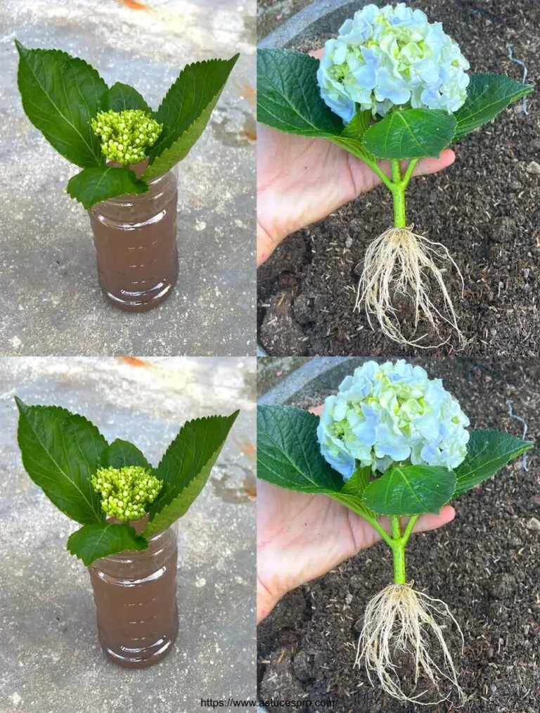 Natürlich ist hier eine attraktive französische Version dieses Titels: Kultivieren Sie schöne Hortensias mit Blumenschnitten