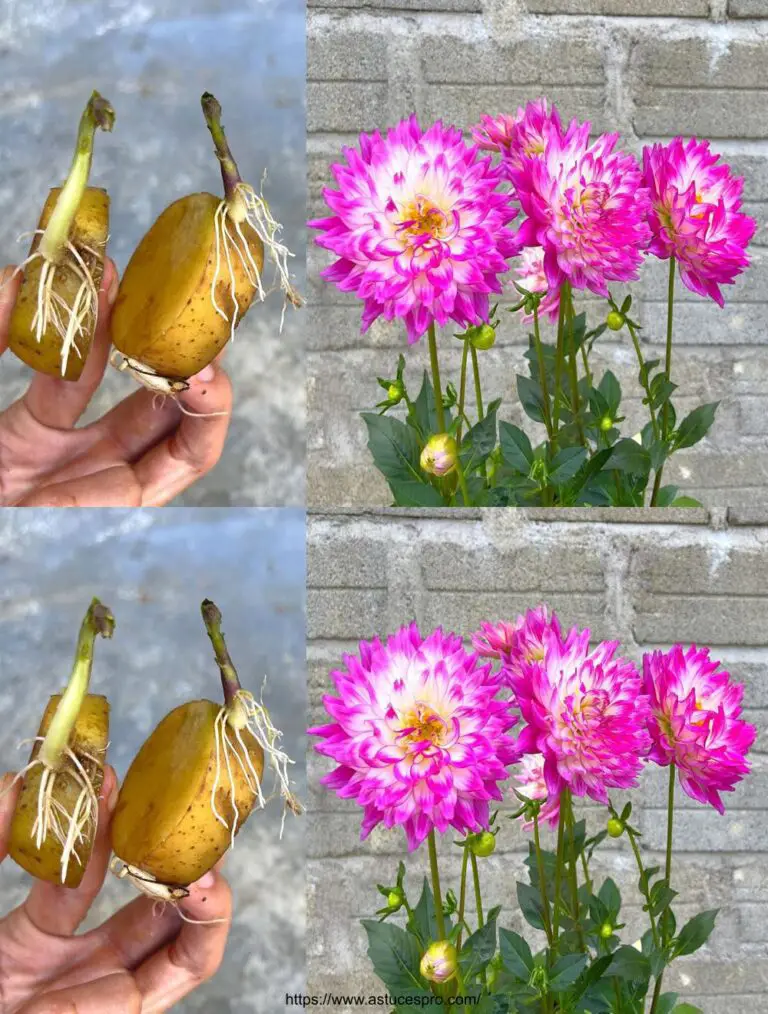 Grow dahlias zu Hause: Wie wachsen Dahlias von Knollen