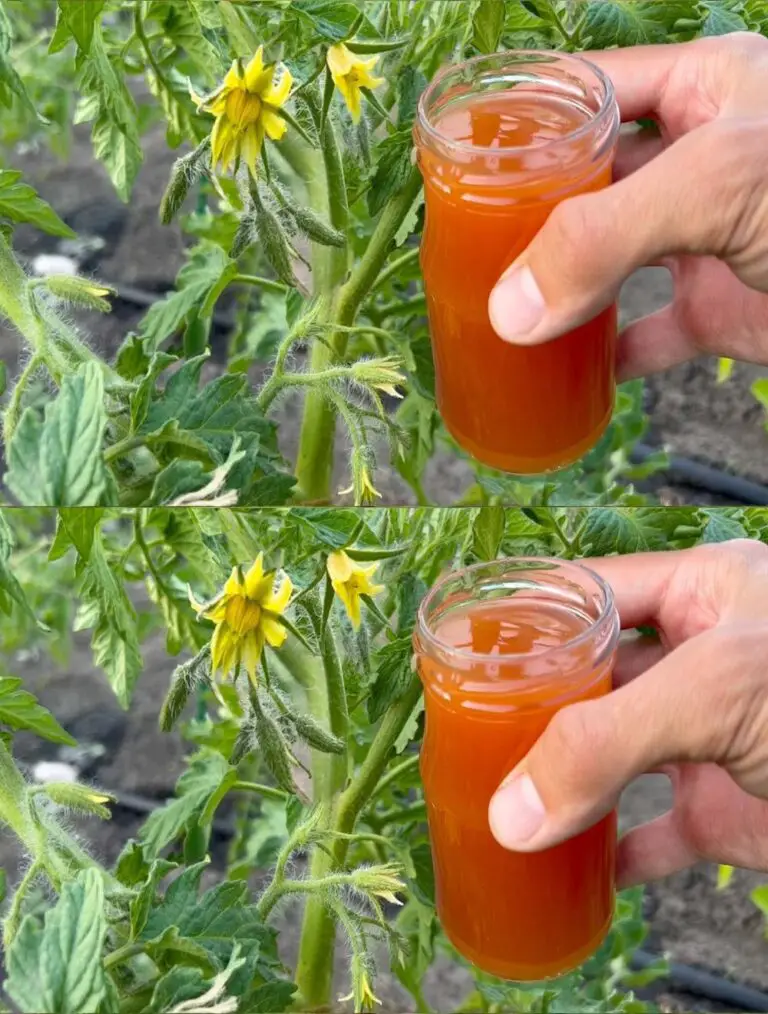 Tomaten produzieren Früchte sofort und bleiben in perfekter Gesundheit, werden Sie ganze Eimer bis Herbst ernten!