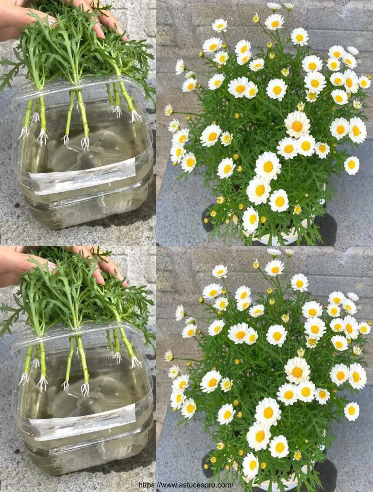 Natürlich! Hier eine Variante eingängig auf Französisch: Kultivierende Chrysanthemen mit Wasser in einer Plastikflasche