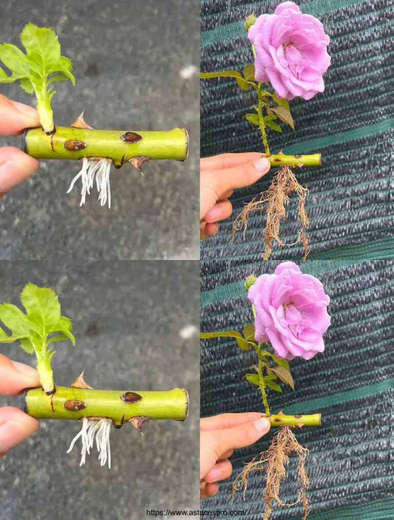 Natürlich! Hier ist eine eingängige französische Version für Ihren Titel: Leitfaden für wachsende Rosenschnitte im Wasser.