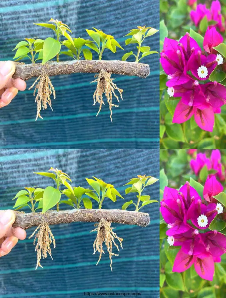 Entdecken Sie eine neue Methode zur Kultivierung von Bougainvillea in Zweigen und Blumenpapier