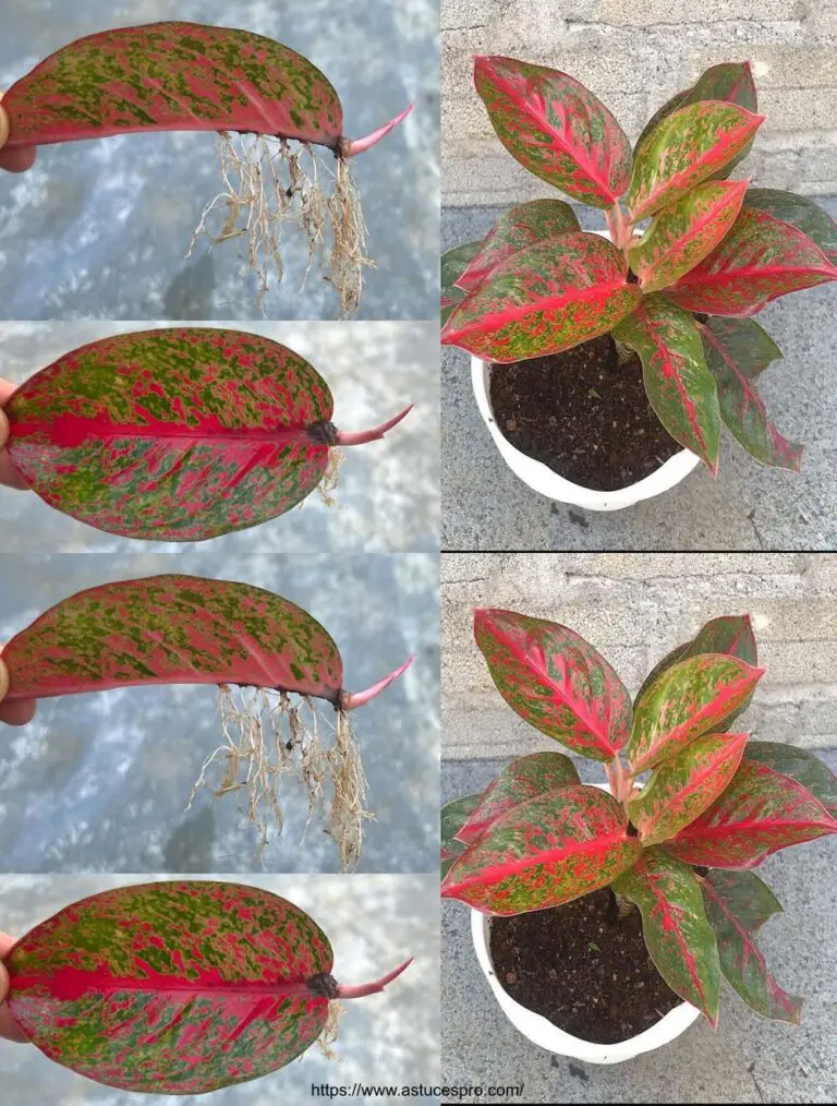 Wie man Aglaonema propagiert Rotundum Rot aus Blättern