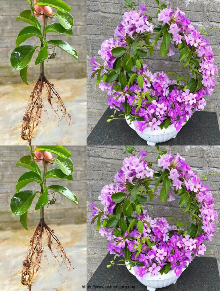 So erstellen Sie einen Bonsai Topf von Knoblauch Orchideen