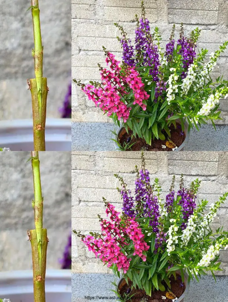 Wie assoziiert man drei Jade Blumenfarben auf dem gleichen Baum