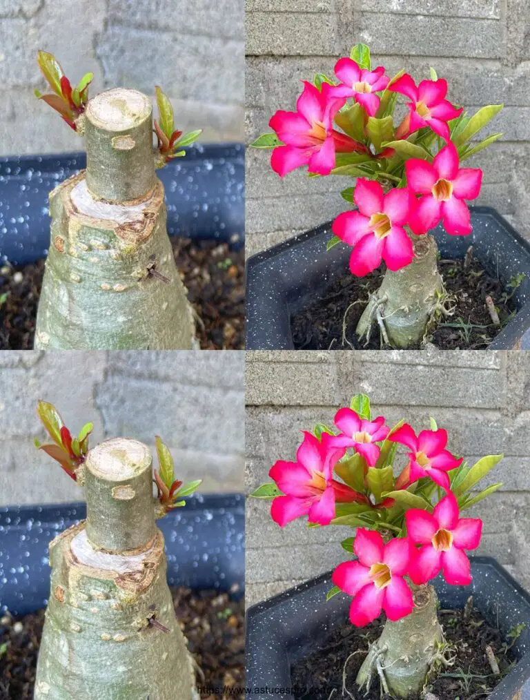 Die Methode zur Erstellung eines Bonsai Adeniums