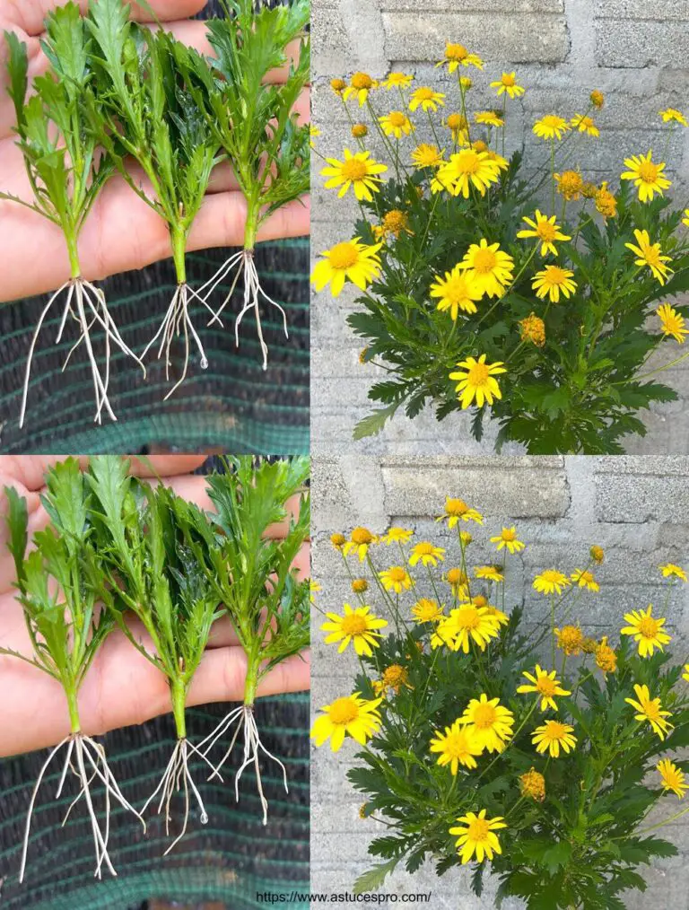 Passen Sie auf chrysanthemums: wächst chrysanthemum Blumen mit holzigen Stiel