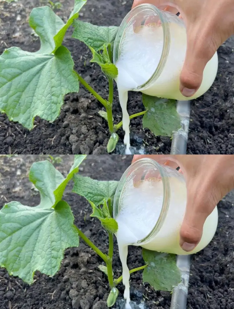 Gurken lieben diese Top Dressing! Gurken werden Sie mit einer frühen Ernte füllen.