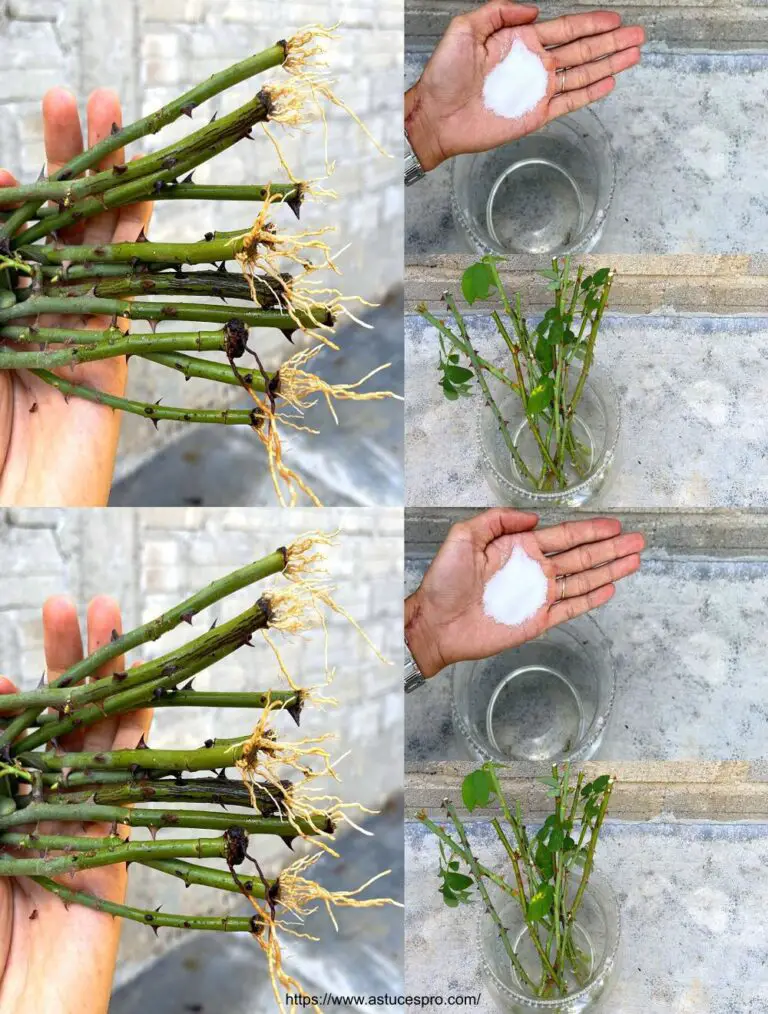 Erhöhen Sie die Schönheit der Rosen mit Mineralwasser