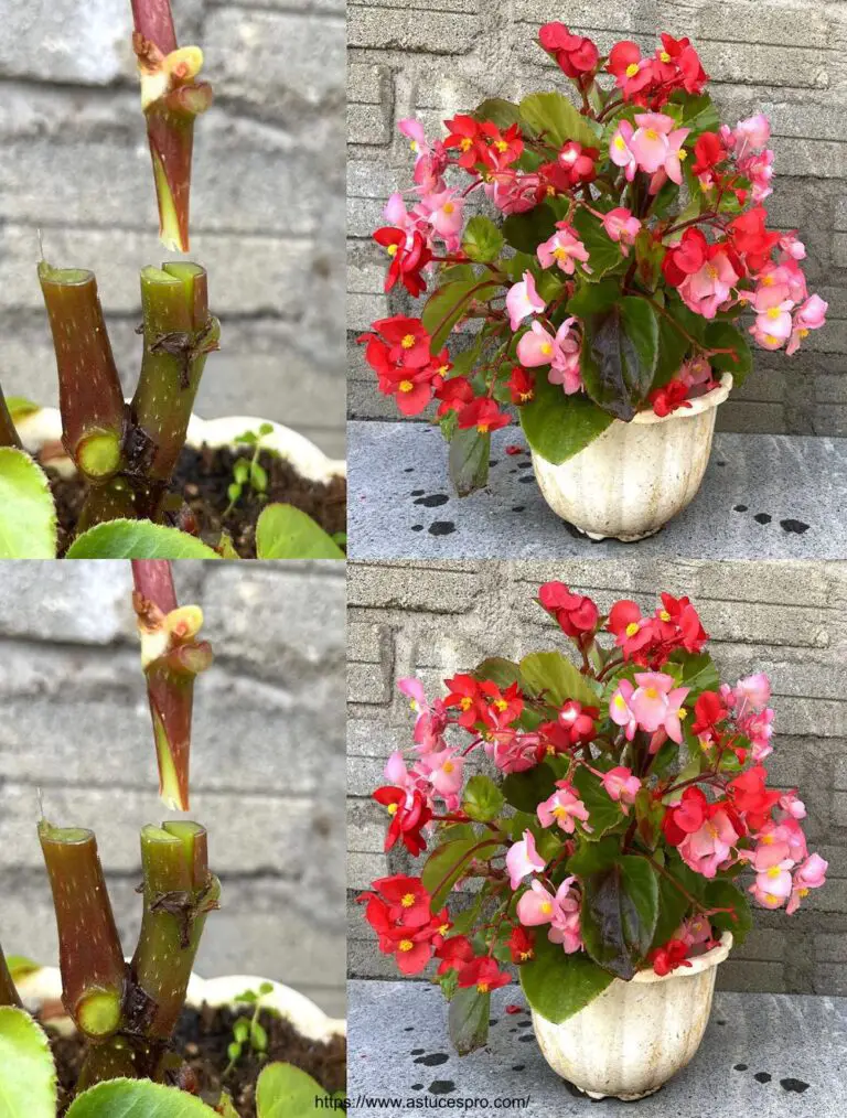 Wie leicht kombinieren Sie zwei Blumenfarben auf dem gleichen Baum