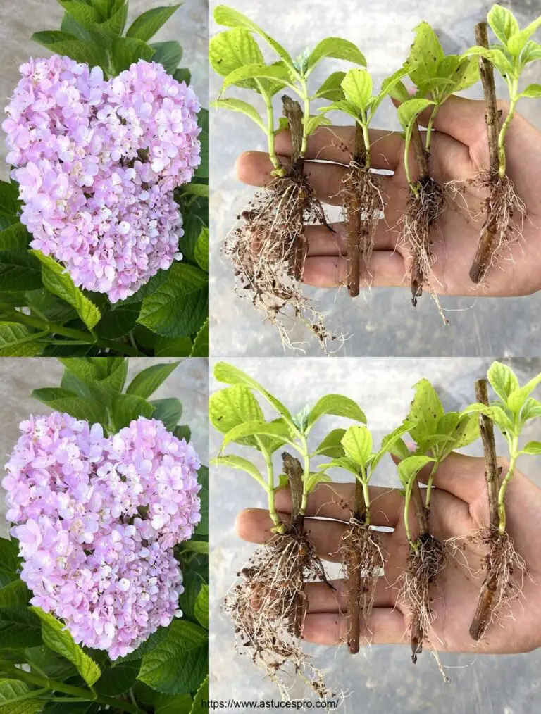 Raising Hortensias von Cactus_xx_ Blumen