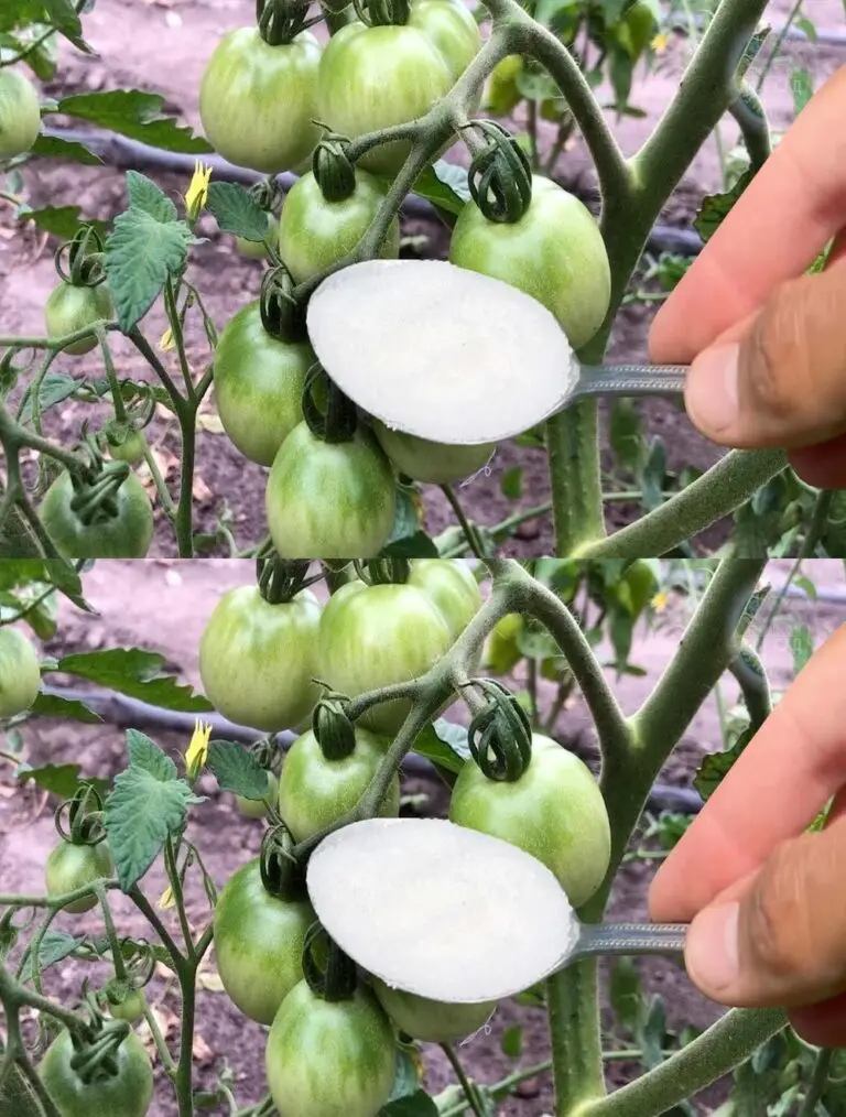 Urgent: Die essentielle Düngung der Tomaten im Juni! Für reichlich Tomaten.