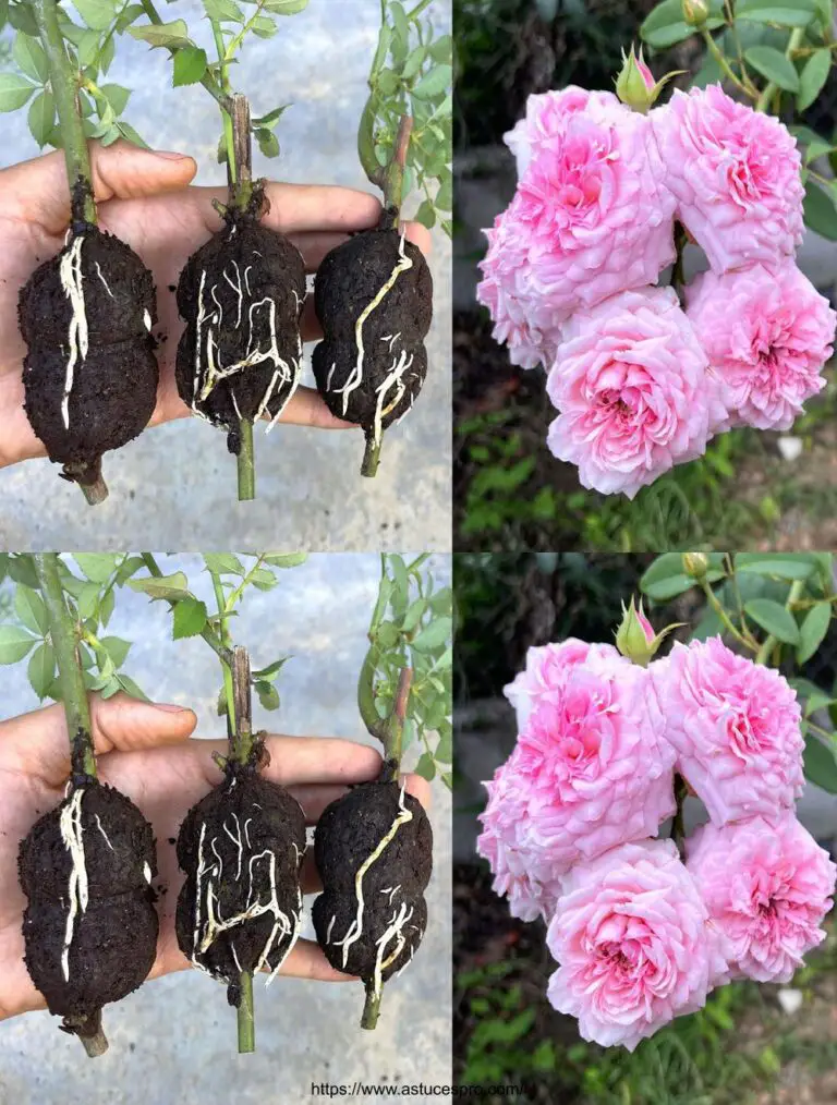 Verwenden Sie Kaffeemüll, um die Wurzeln Ihrer Rosen zu steigern