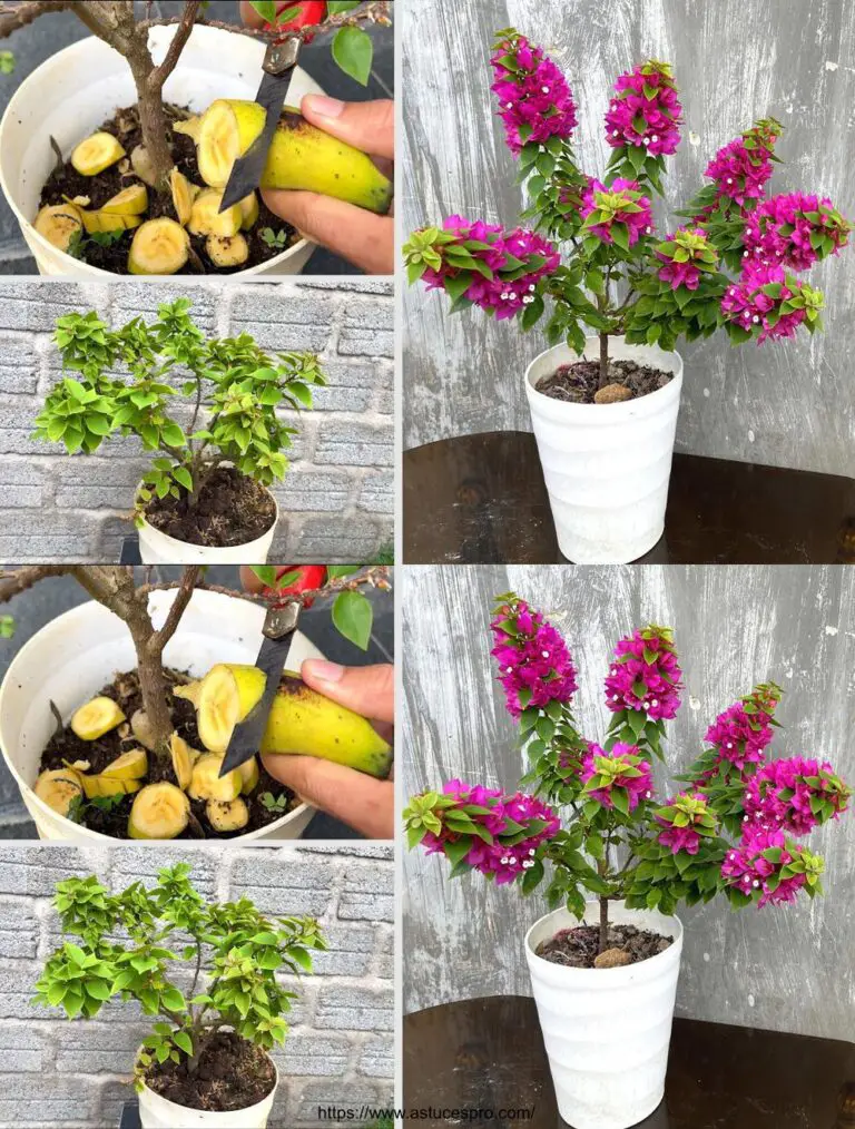 Versuchen Sie, Bananen zu füttern bougainvillea