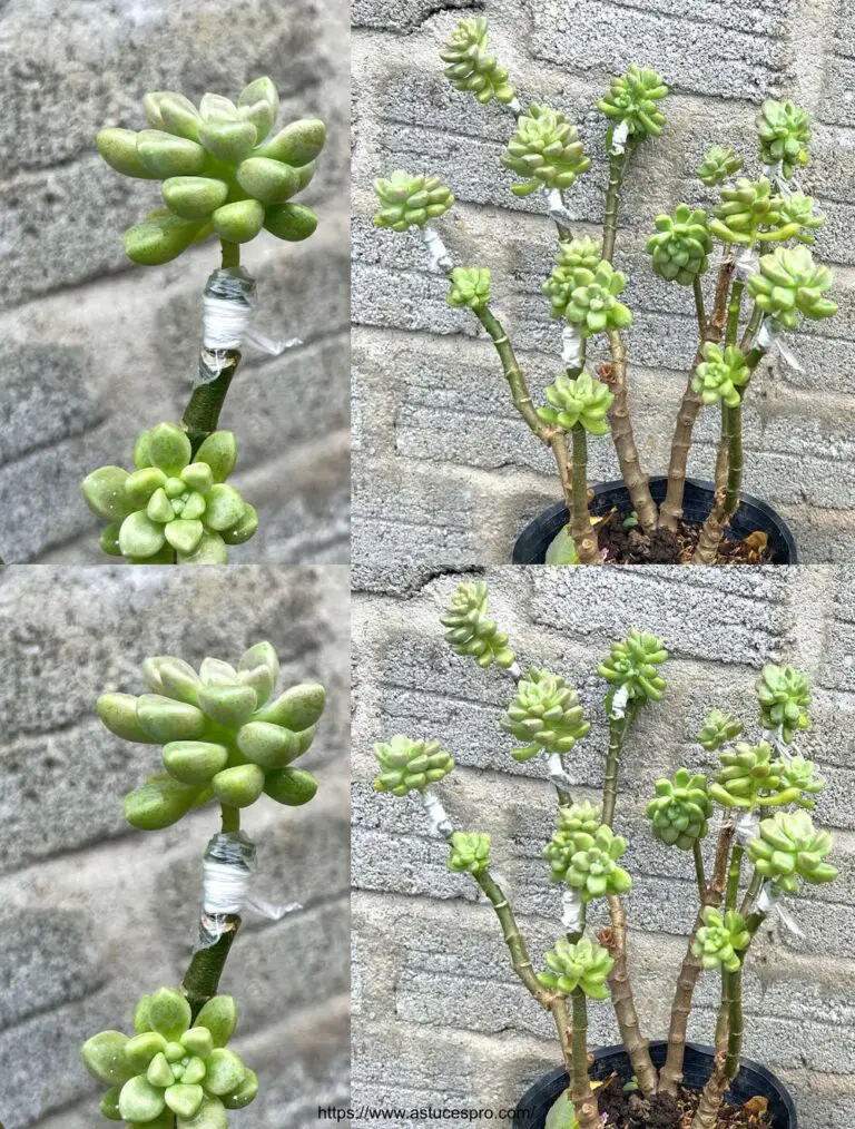 Kombinieren Sie Fettpflanzen mit der Schönheit von Kalanchoe