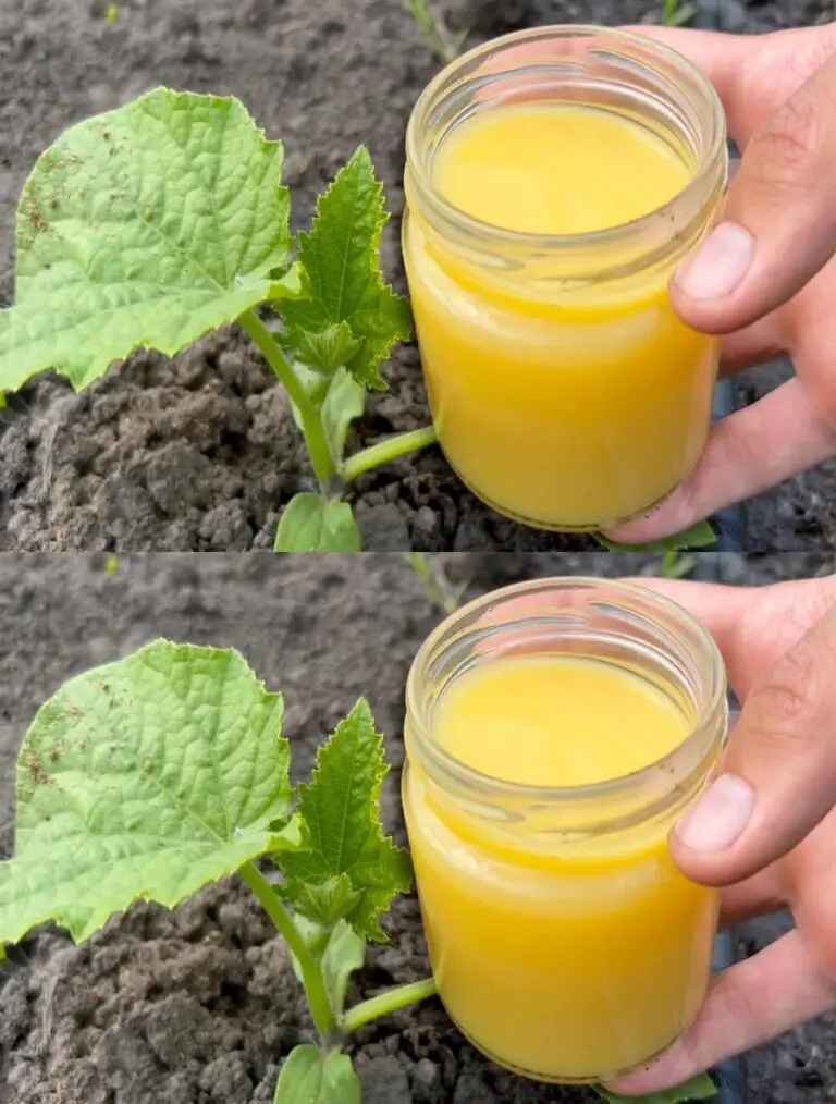 Gurken und Tomaten wachsen schnell, bleiben gesund und geben viel! Ein einfaches, aber effektives Mittel!