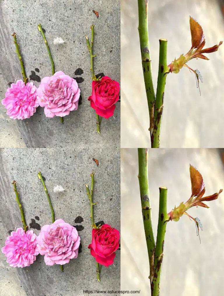 Wie man drei Rosen verschiedener Farben auf einem Zweig pfropft