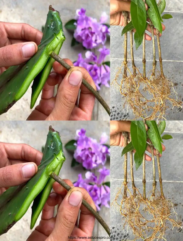 Wie man Lila Knoblauch propagiert Wein mit Schnitten