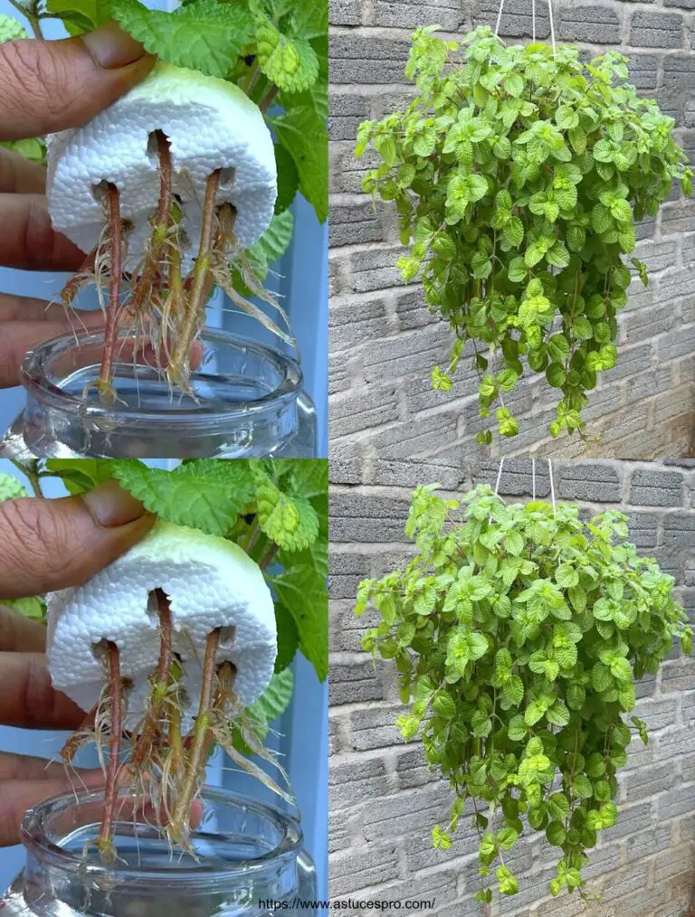 Versuchen Sie, Wasserpflanzen zu schneiden!