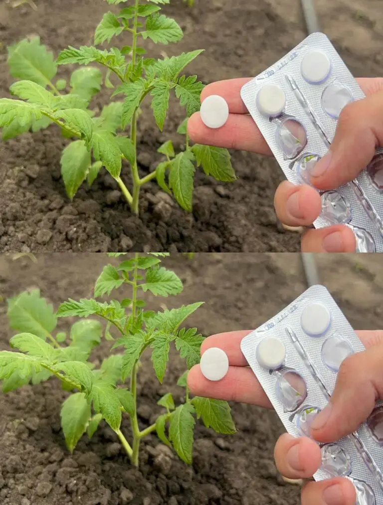 Tomaten, Gurken und Paprika wachsen schnell und gesund für eine reichliche Ernte.