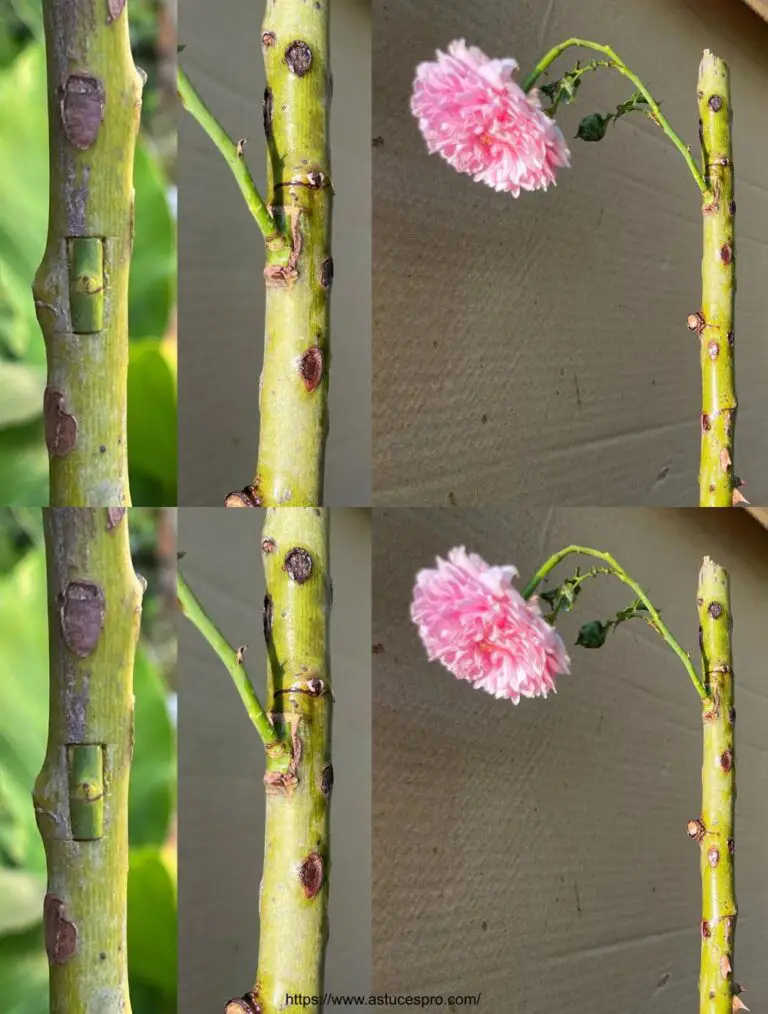 Geheimnisse, die Rosen schneller blühen lassen: Wie man Rosen gepfropft