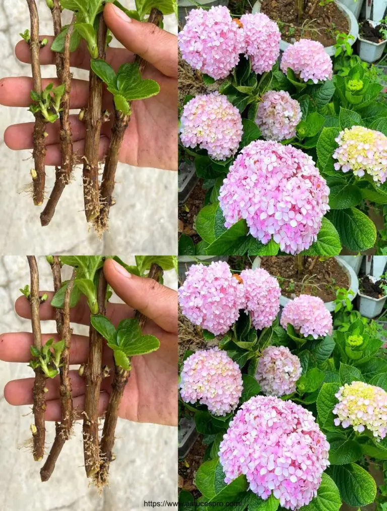 Blumen im Sand kultivieren